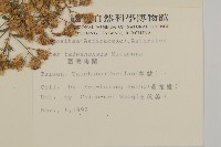 臺灣馬蘭藏品圖，第2張