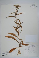 大本山梗菜藏品圖，第1張