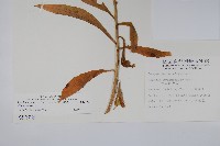 大本山梗菜藏品圖，第2張