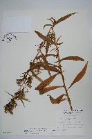 大本山梗菜藏品圖，第1張