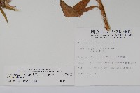 大本山梗菜藏品圖，第2張