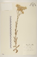 紅面番藏品圖，第1張