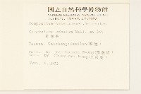 紅面番藏品圖，第2張