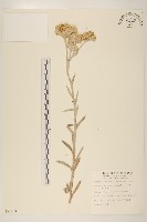 紅面番藏品圖，第1張