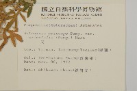 中南蒿藏品圖，第2張