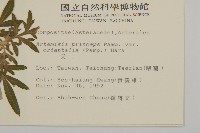 中南蒿藏品圖，第2張