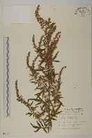 中南蒿藏品圖，第1張