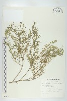 獨行菜藏品圖，第1張