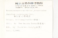 獨行菜藏品圖，第2張