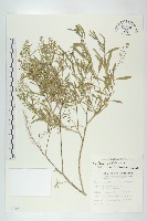 獨行菜藏品圖，第1張