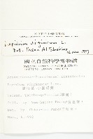 獨行菜藏品圖，第2張