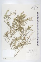 獨行菜藏品圖，第1張