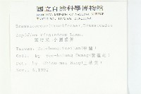 獨行菜藏品圖，第2張