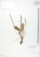 車前草藏品圖，第1張