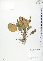 車前草藏品圖，第1張