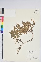 高山白珠樹藏品圖，第1張