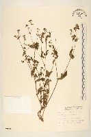 豨薟藏品圖，第1張