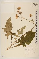 黃花三七草藏品圖，第1張