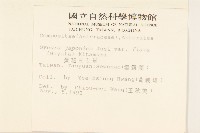 黃花三七草藏品圖，第2張