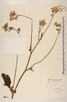 黃花三七草藏品圖，第1張