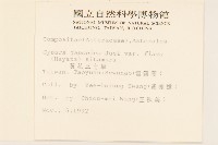 黃花三七草藏品圖，第2張