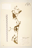 蔓黃菀藏品圖，第1張