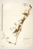 蔓黃菀藏品圖，第1張