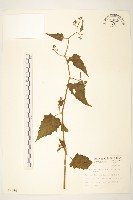 蔓黃菀藏品圖，第1張