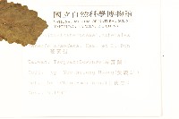 蔓黃菀藏品圖，第2張