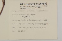 臺灣山白蘭藏品圖，第2張