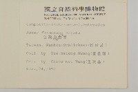 臺灣山白蘭藏品圖，第2張