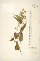 蔓黃菀藏品圖，第1張