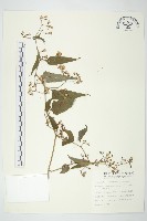 蔓黃菀藏品圖，第1張