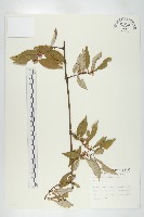 登錄號:S009365藏品圖，第1張