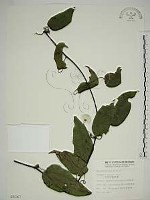 亨利氏鐵線蓮藏品圖，第1張