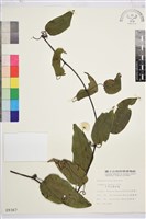 亨利氏鐵線蓮藏品圖，第2張