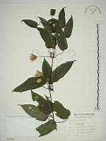 亨利氏鐵線蓮藏品圖，第1張