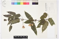 亨利氏鐵線蓮藏品圖，第2張