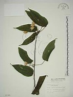 亨利氏鐵線蓮藏品圖，第1張