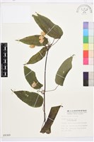 亨利氏鐵線蓮藏品圖，第2張