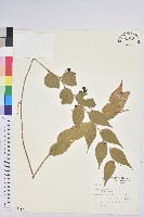 白珠樹藏品圖，第1張