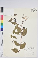 白珠樹藏品圖，第1張