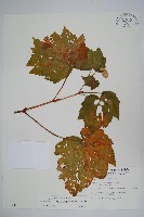 裂葉秋海棠藏品圖，第1張