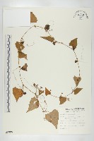 黑果馬交兒藏品圖，第1張