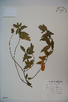 狹葉莢迷藏品圖，第1張