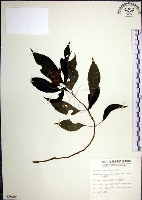 角桐草、台灣半蒴苣苔藏品圖，第1張
