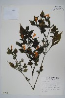 曲莖馬藍藏品圖，第1張