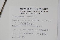 曲莖馬藍藏品圖，第2張