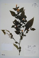 曲莖馬藍藏品圖，第1張