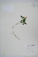 臺灣明萼草藏品圖，第1張